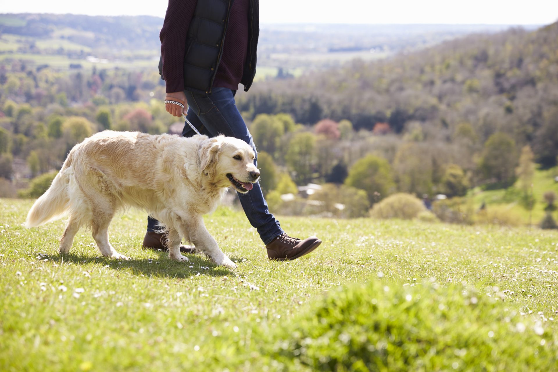Local dog walkers